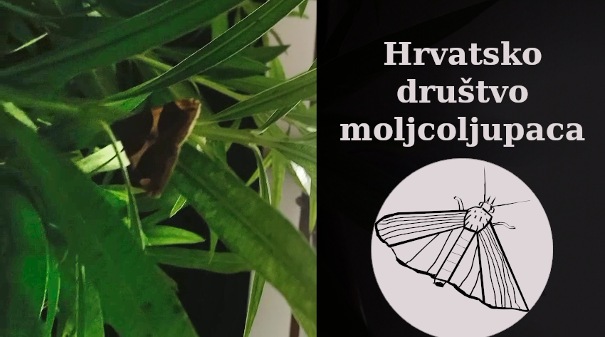 Moljac